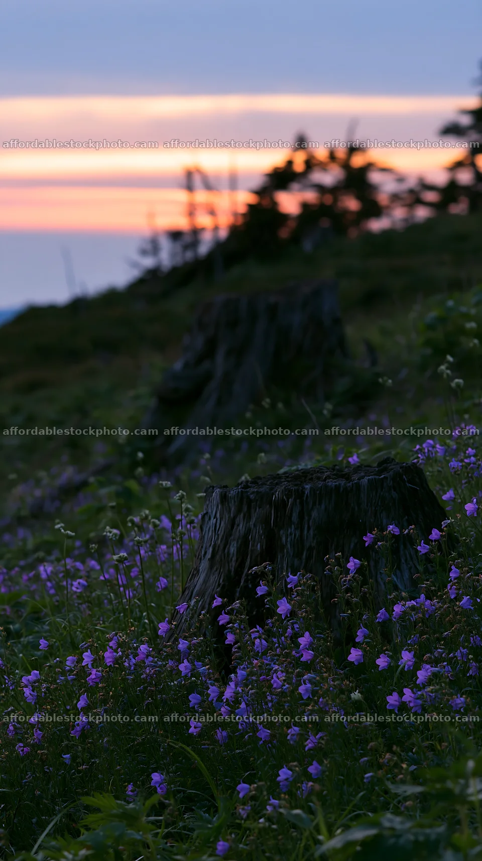 Fukushima meadow with weathered stump at sunset – stock photography preview