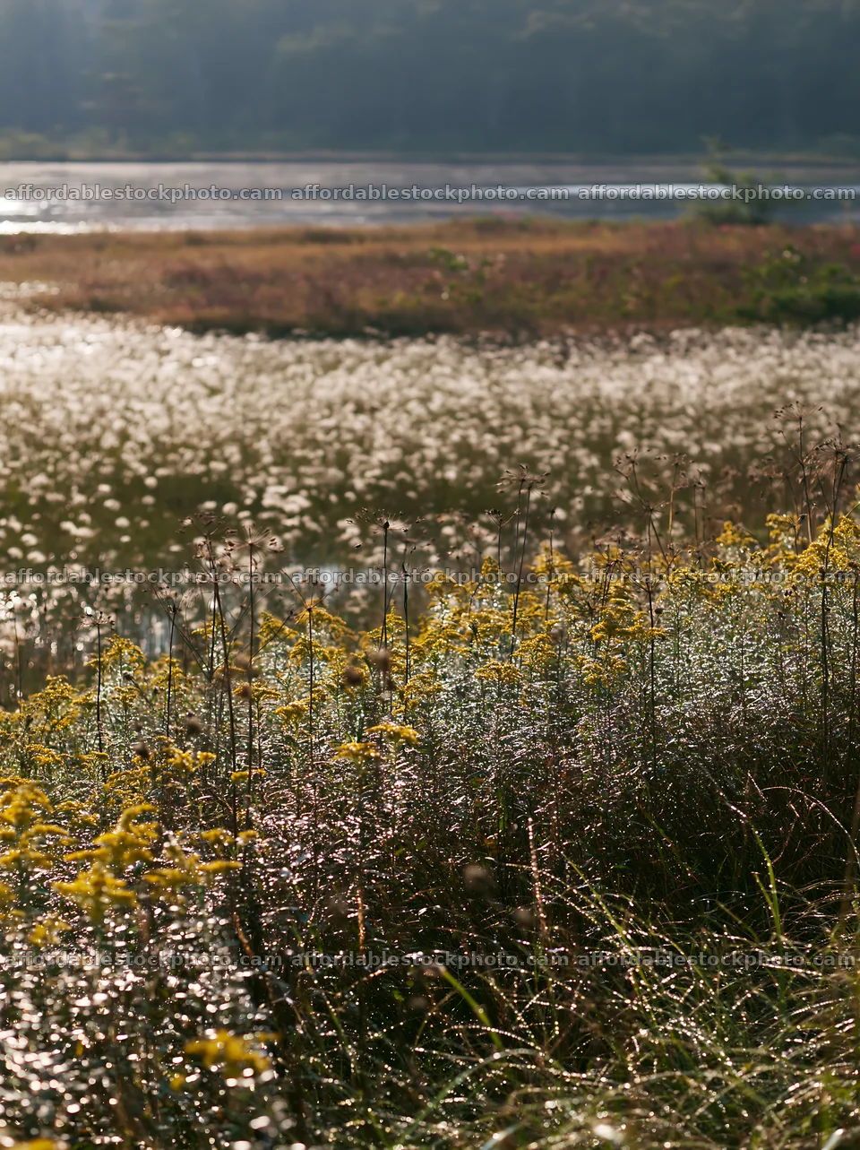 Expansive Hokkaido restoration meadow with dewdrops – stock photography preview