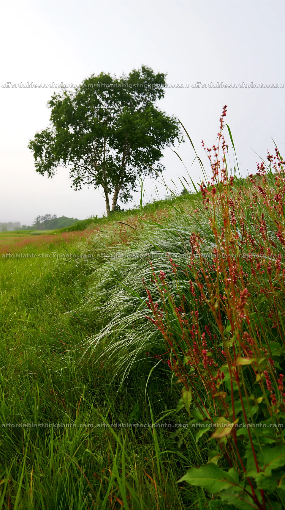 Expansive Hokkaido restoration meadow with dewdrops – stock photography preview