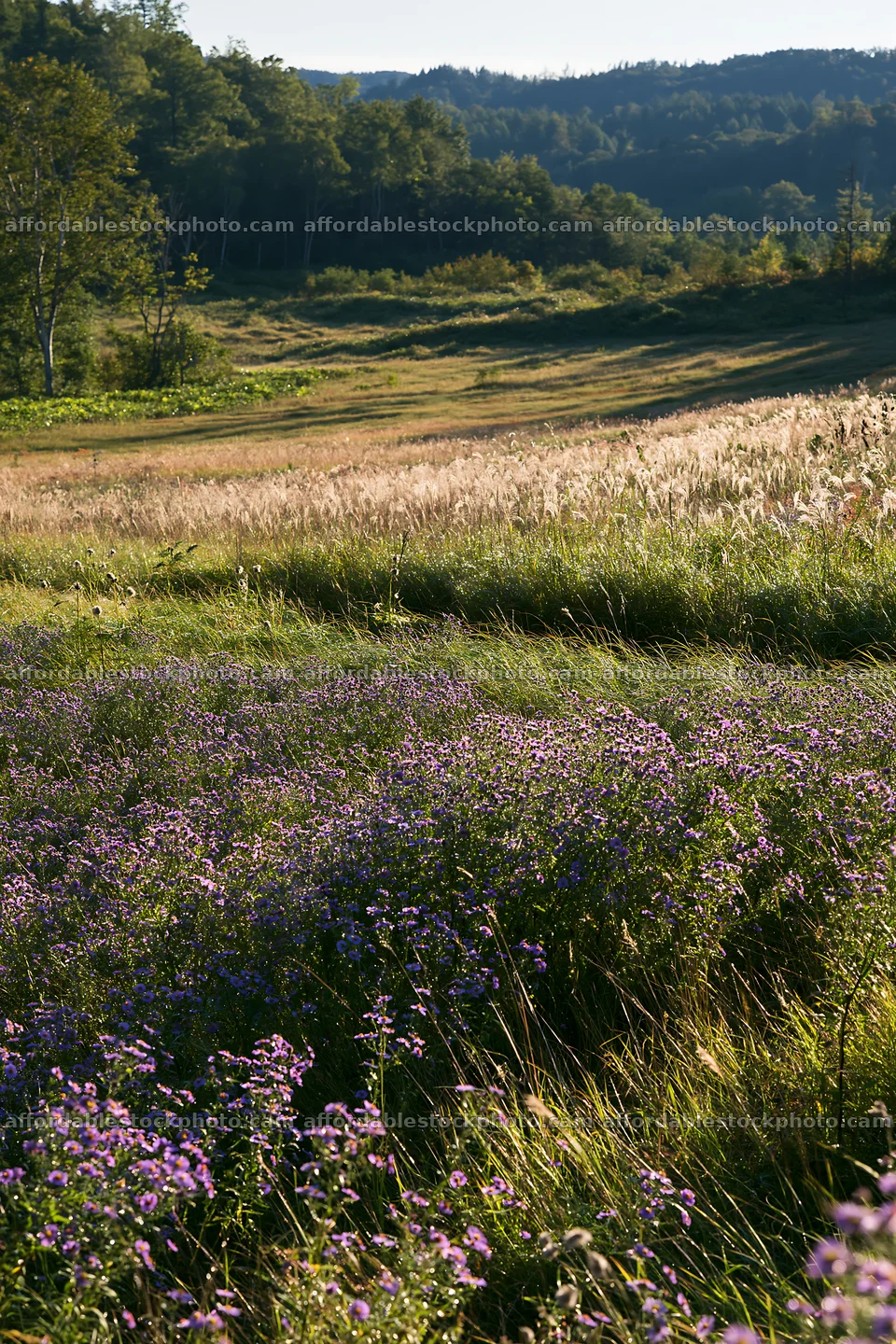Expansive Hokkaido restoration meadow with dewdrops – stock photography preview