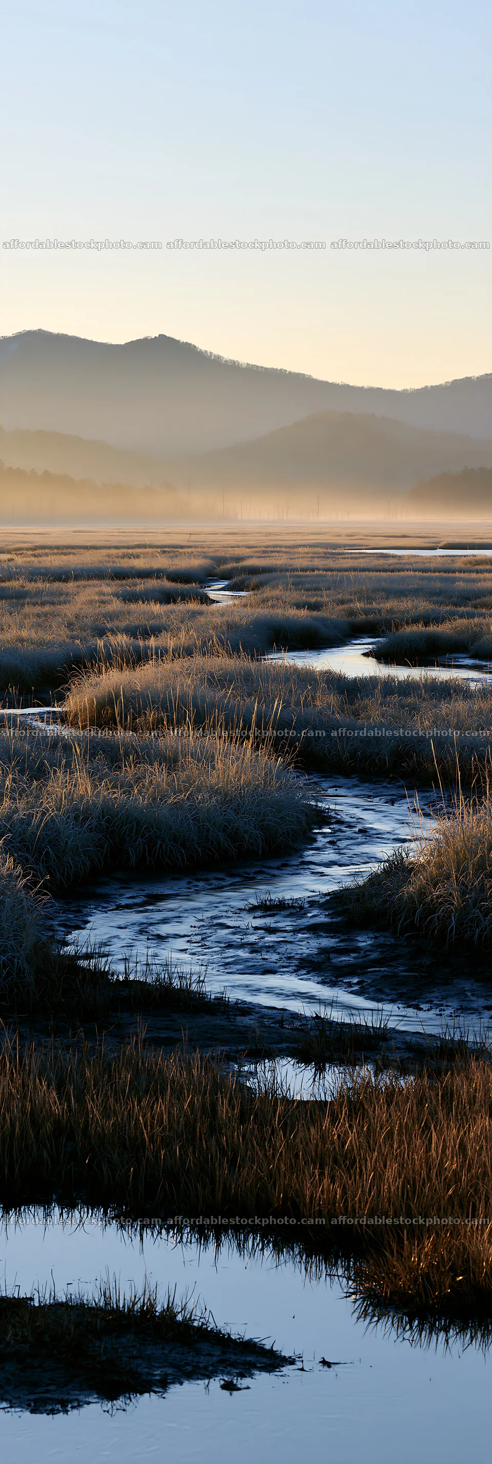 Akita snowmelt meadow with silver grasses in morning light – stock photography preview