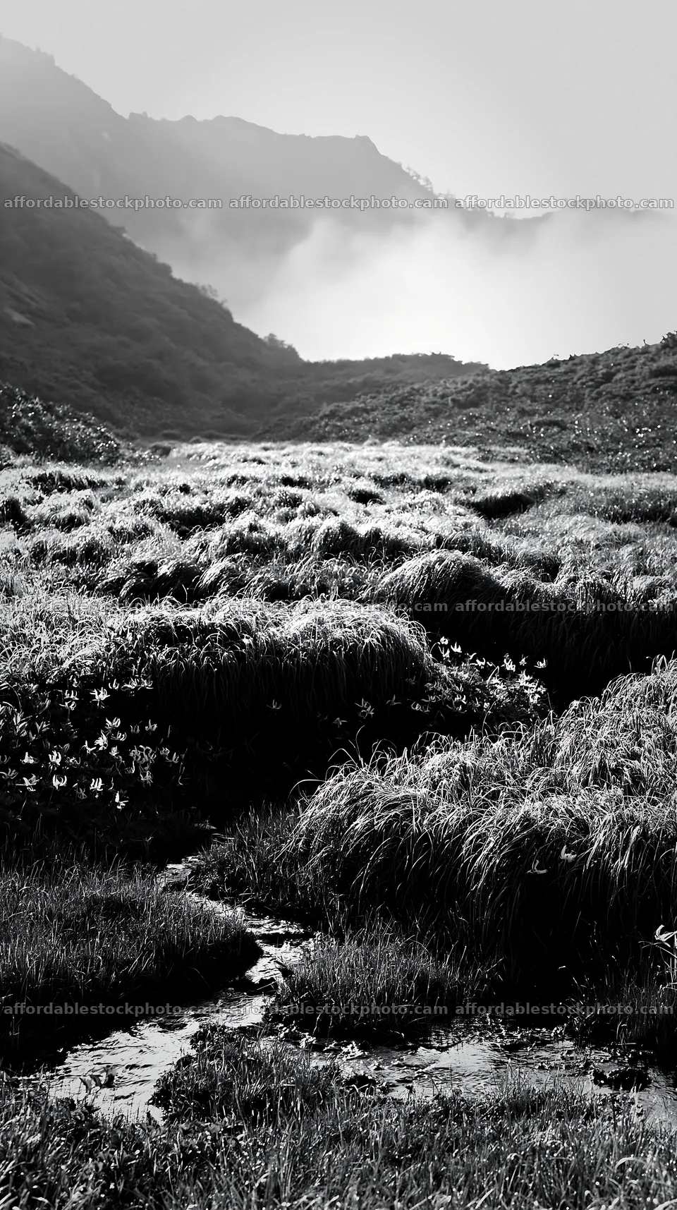 Akita snowmelt meadow with silver grasses at sunrise – stock photography preview