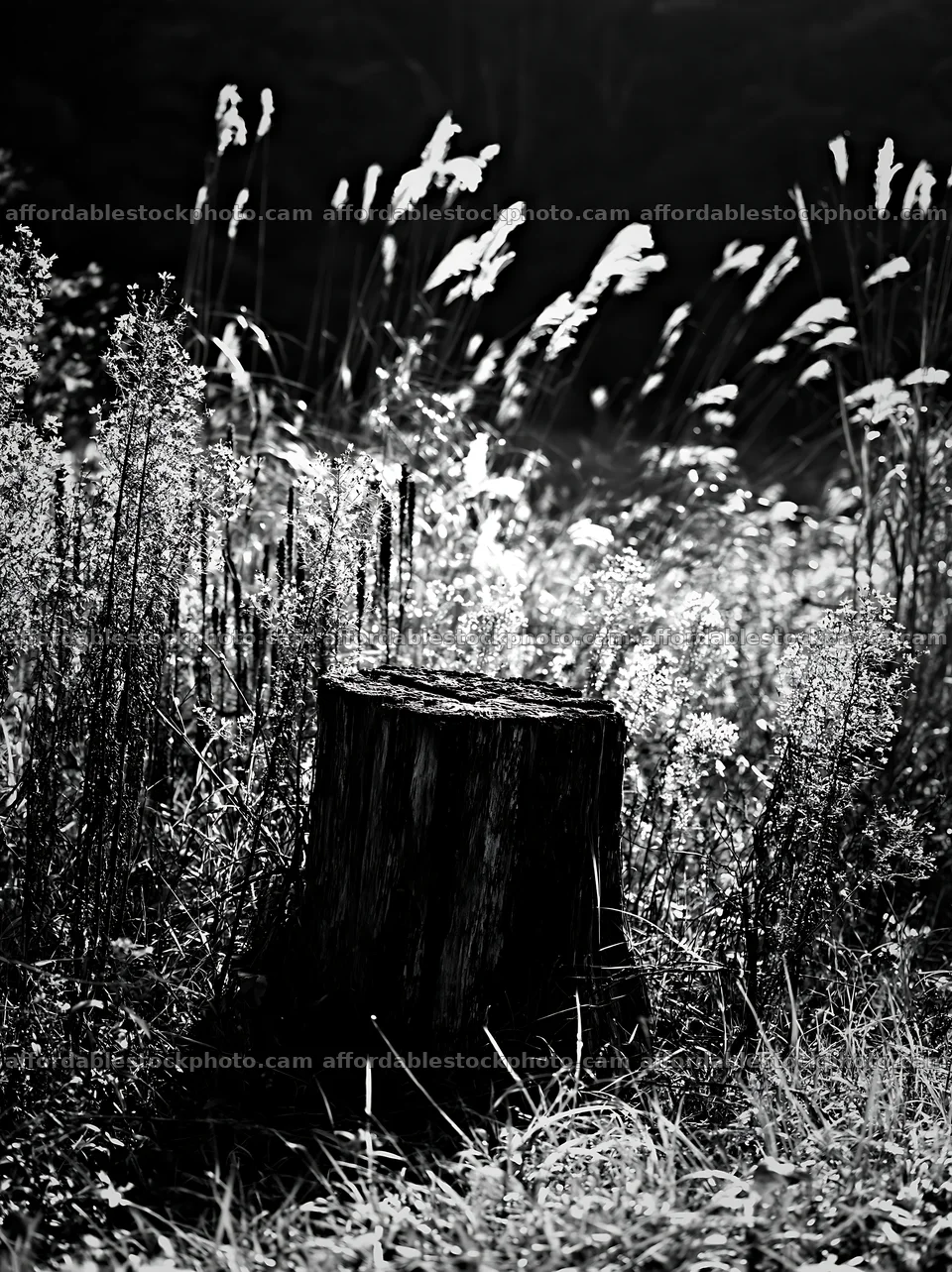 Fukushima native meadow with weathered stump – stock photography preview