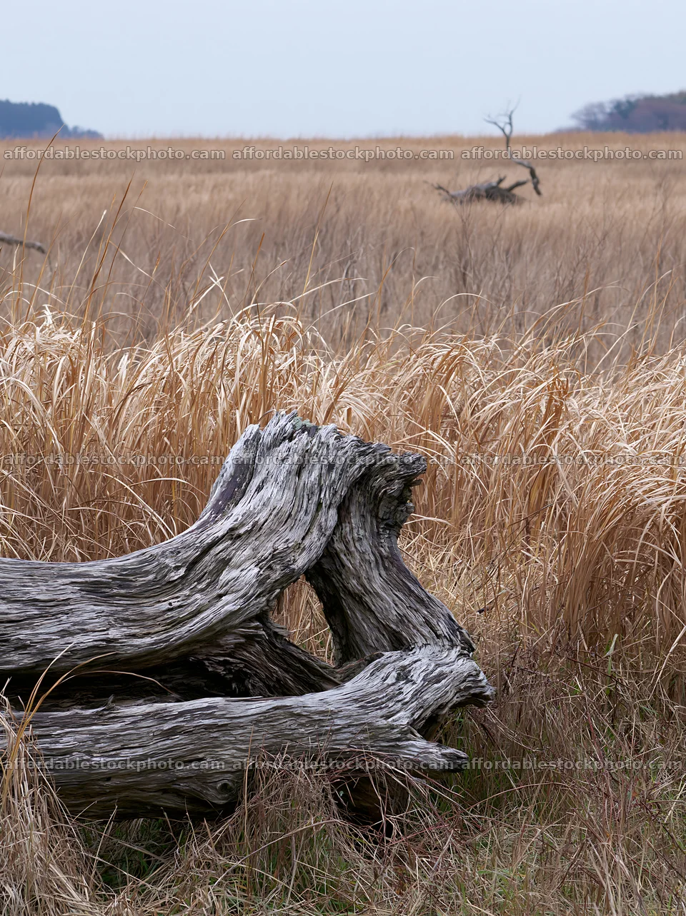 Chiba coastal climate meadow driftwood foreground – stock photography preview