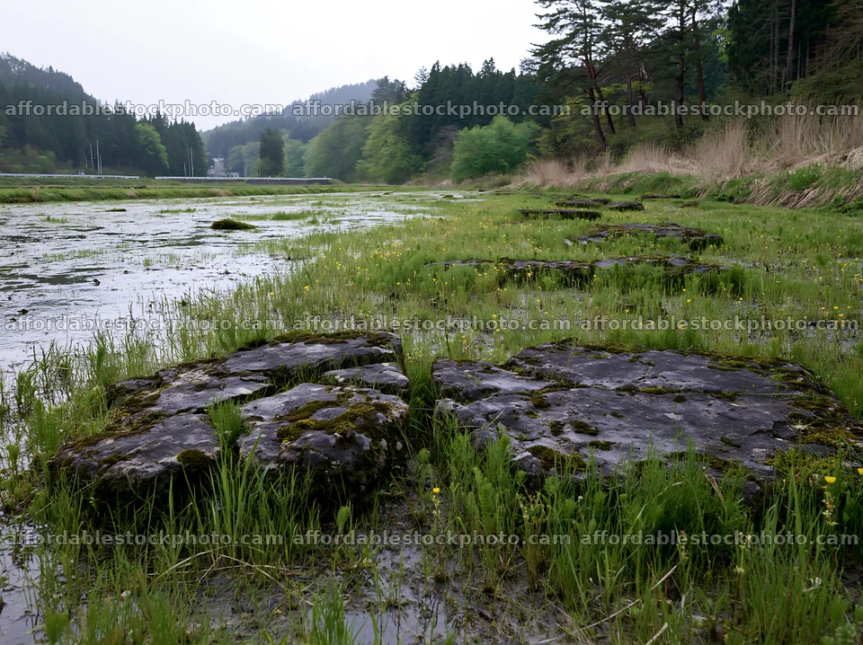 Miyagi spring recovery meadow mossy stone in a natural setting – stock photography preview