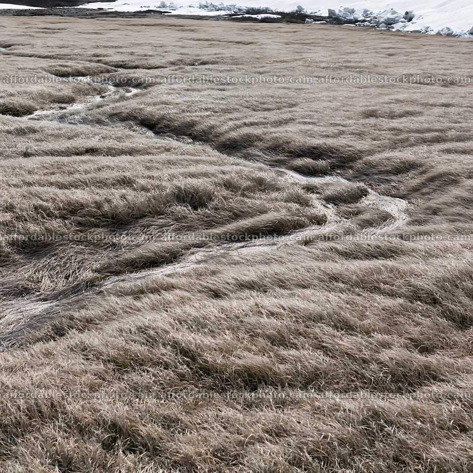 Akita snowmelt meadow with silver grasses in winter transition – stock photography preview