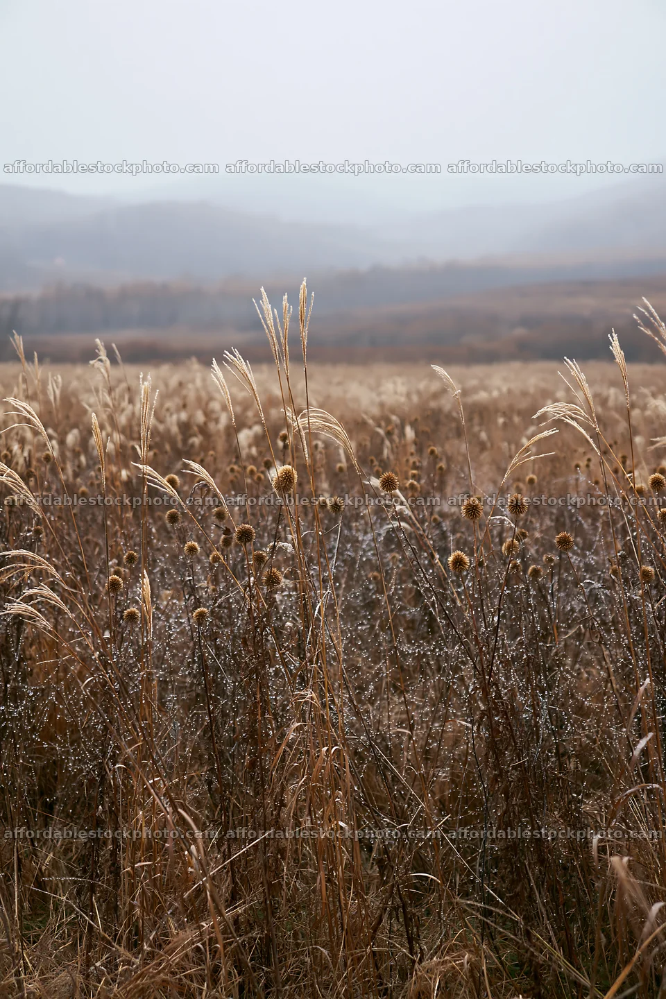 Expansive Hokkaido restoration meadow with dewdrops – stock photography preview