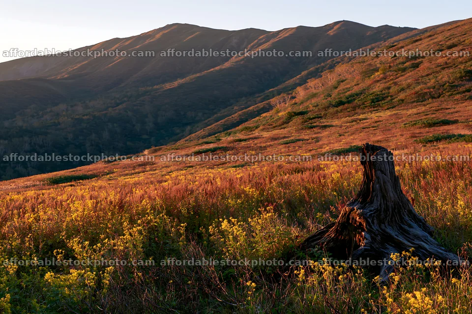 Fukushima native meadow with weathered stump – stock photography preview