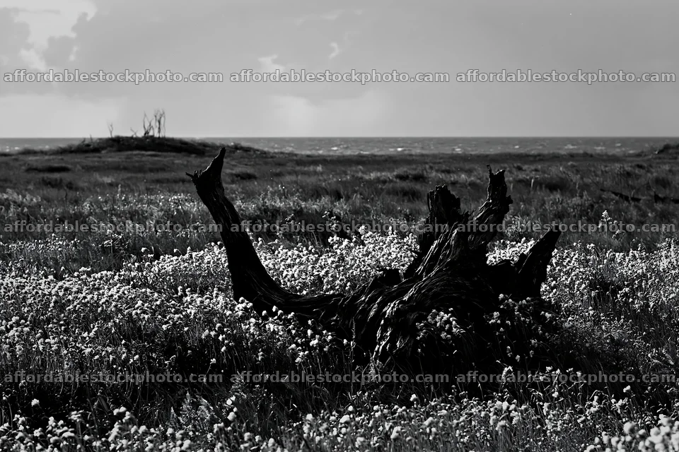 Chiba coastal climate meadow driftwood in grassy landscape – stock photography preview
