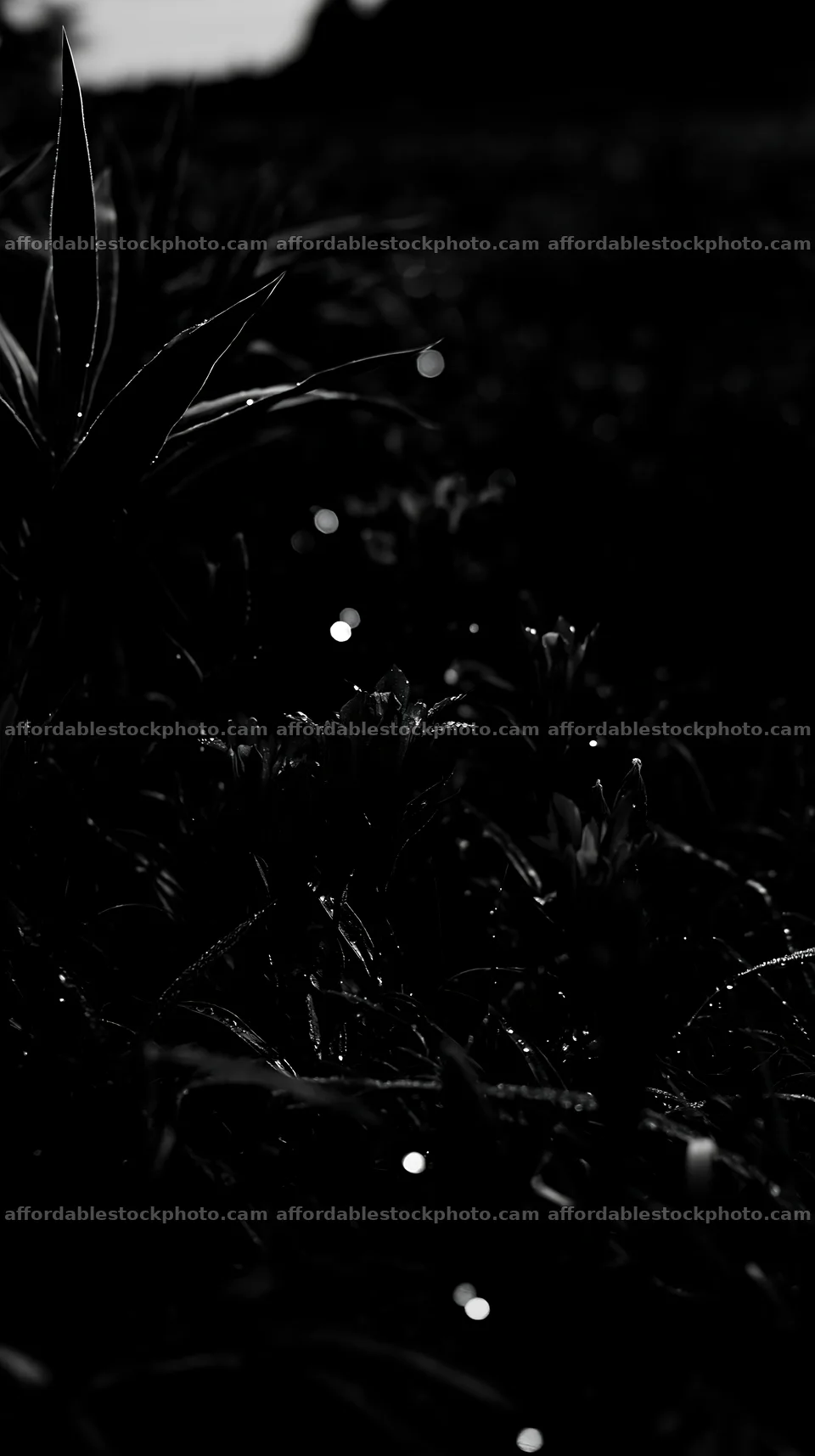 Expansive Hokkaido restoration meadow with dewdrops – stock photography preview