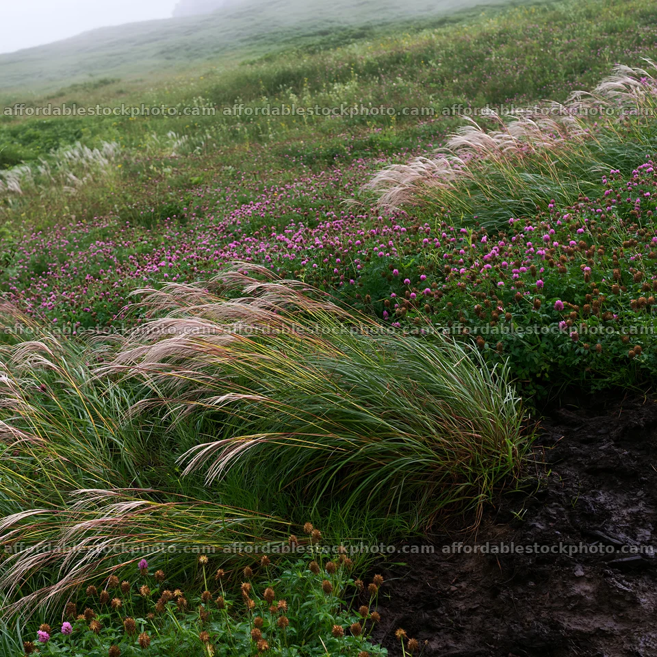 Iwate rain refreshed meadow seedhead foreground – stock photography preview