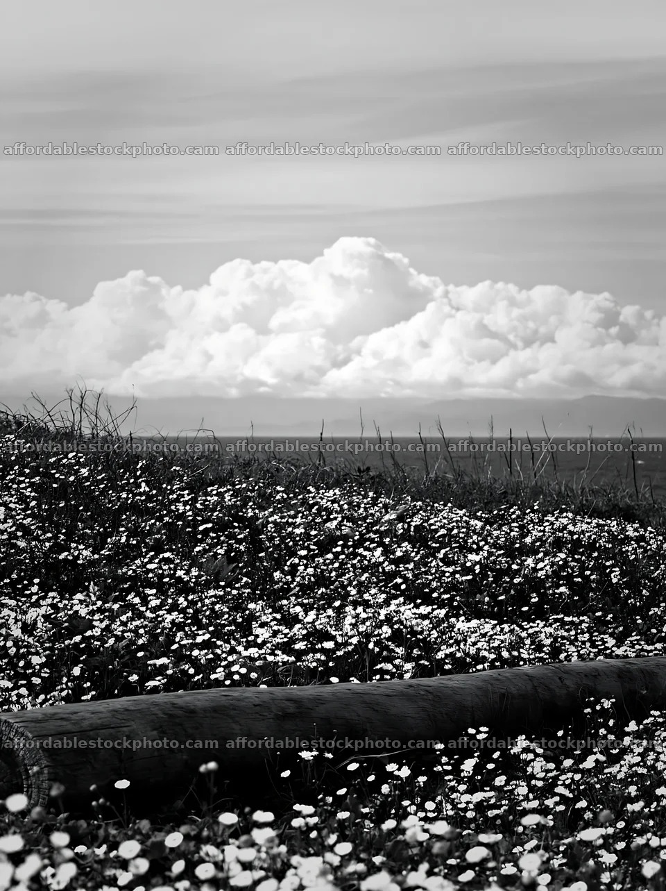 Chiba coastal climate meadow driftwood foreground with clouds – stock photography preview