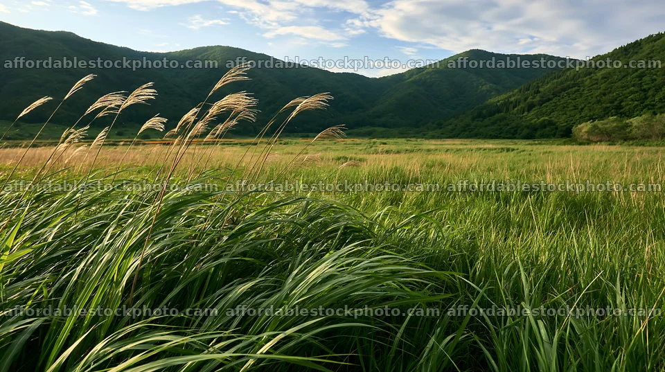 Iwate rain refreshed meadow seedhead foreground – stock photography preview