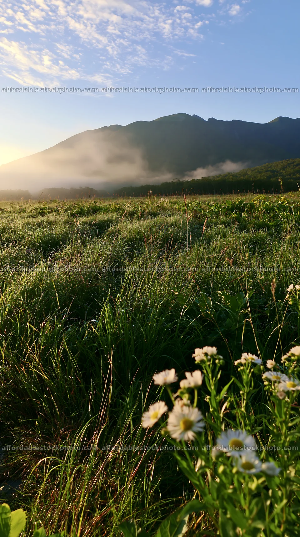 Expansive Hokkaido restoration meadow with dewdrops – stock photography preview