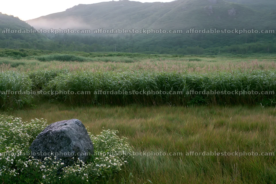 Aomori climate resilient meadow with boulder – stock photography preview