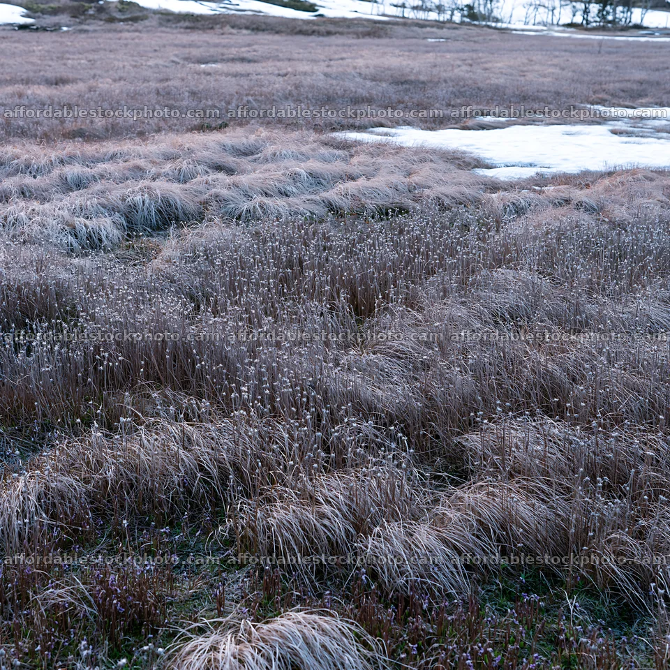 Akita snowmelt meadow with silver grasses in soft light – stock photography preview