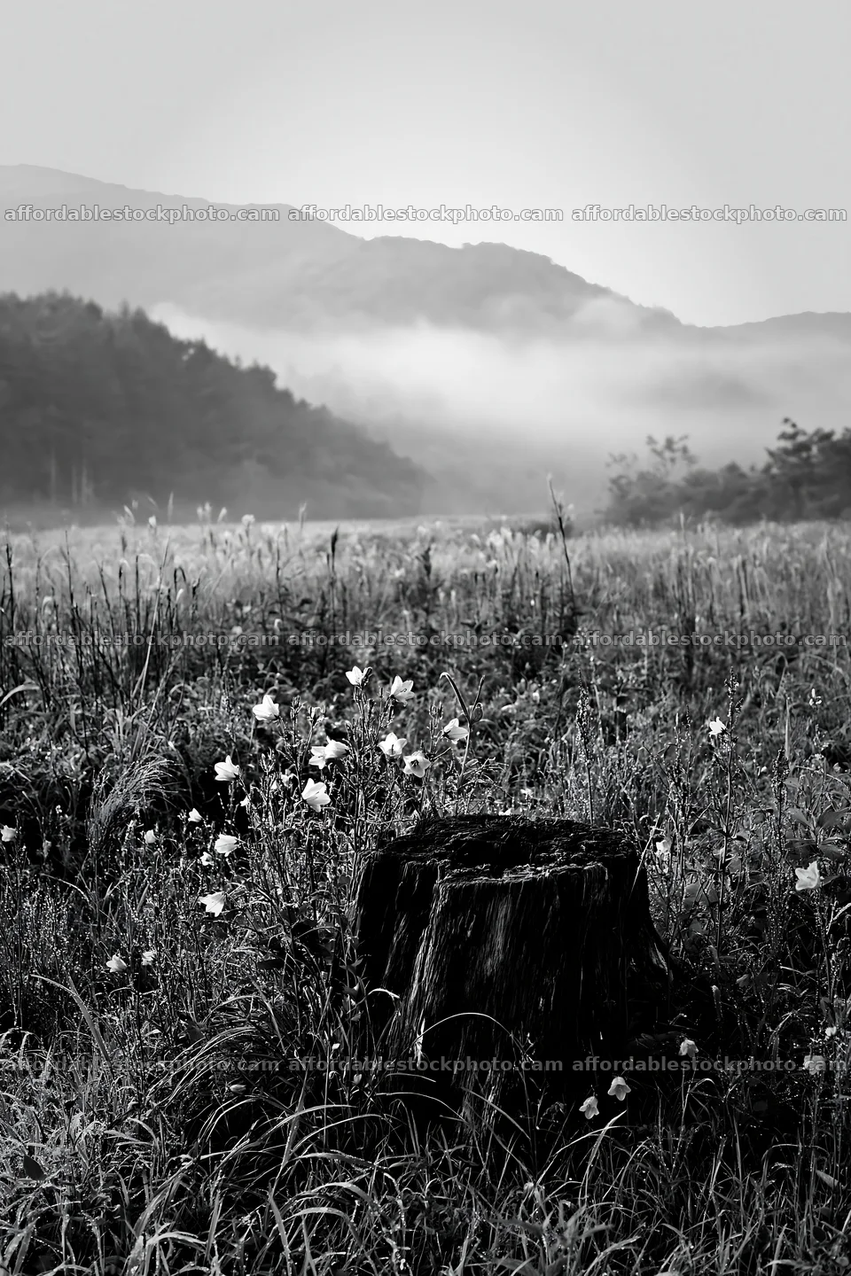 Fukushima native meadow with weathered stump – stock photography preview