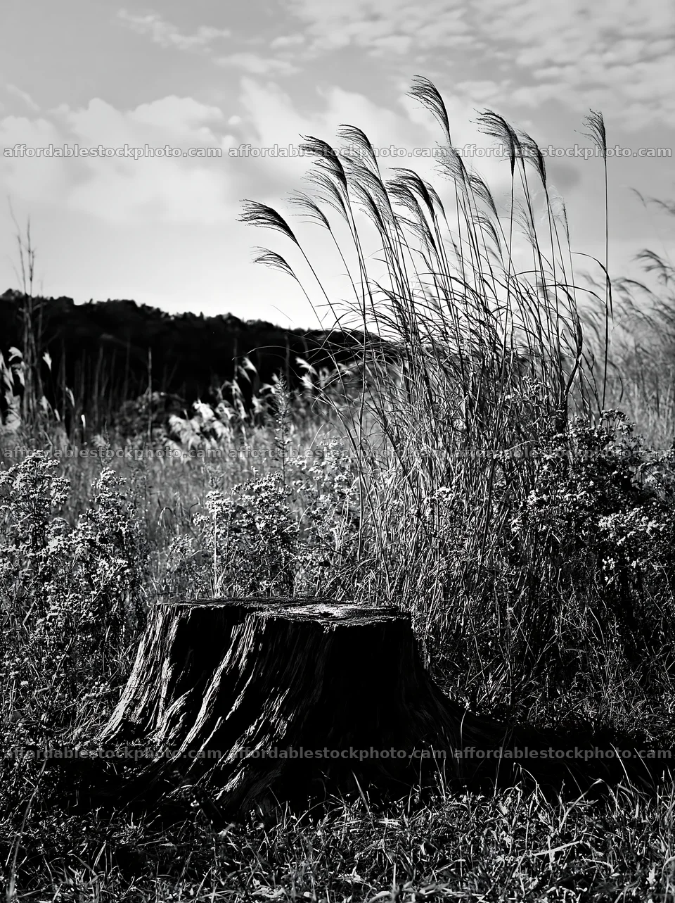 Fukushima native meadow with weathered stump – stock photography preview