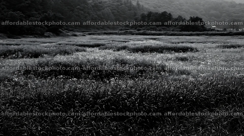 Iwate rain refreshed meadow seedhead foreground – stock photography preview
