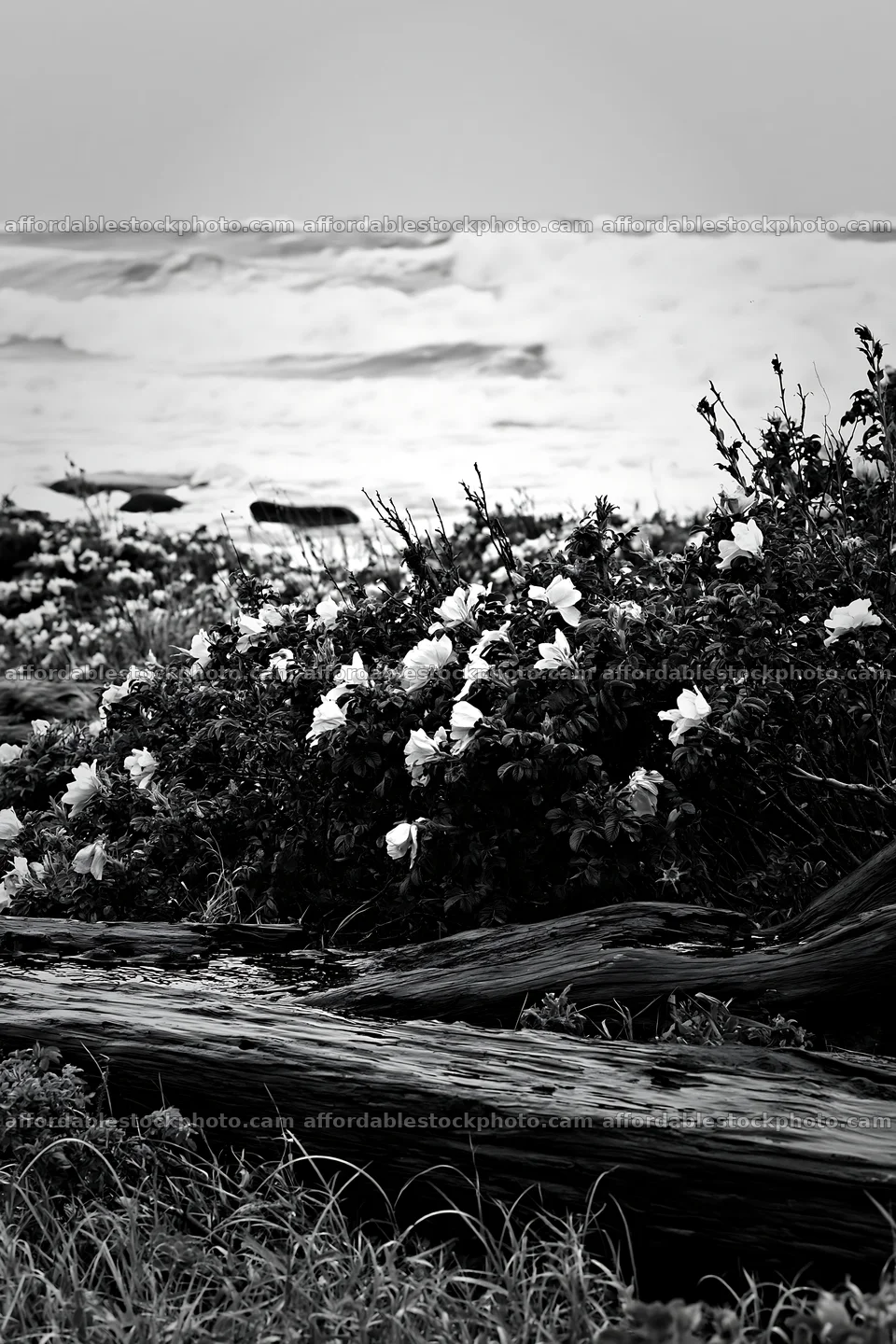Chiba coastal climate meadow with driftwood and flowers – stock photography preview