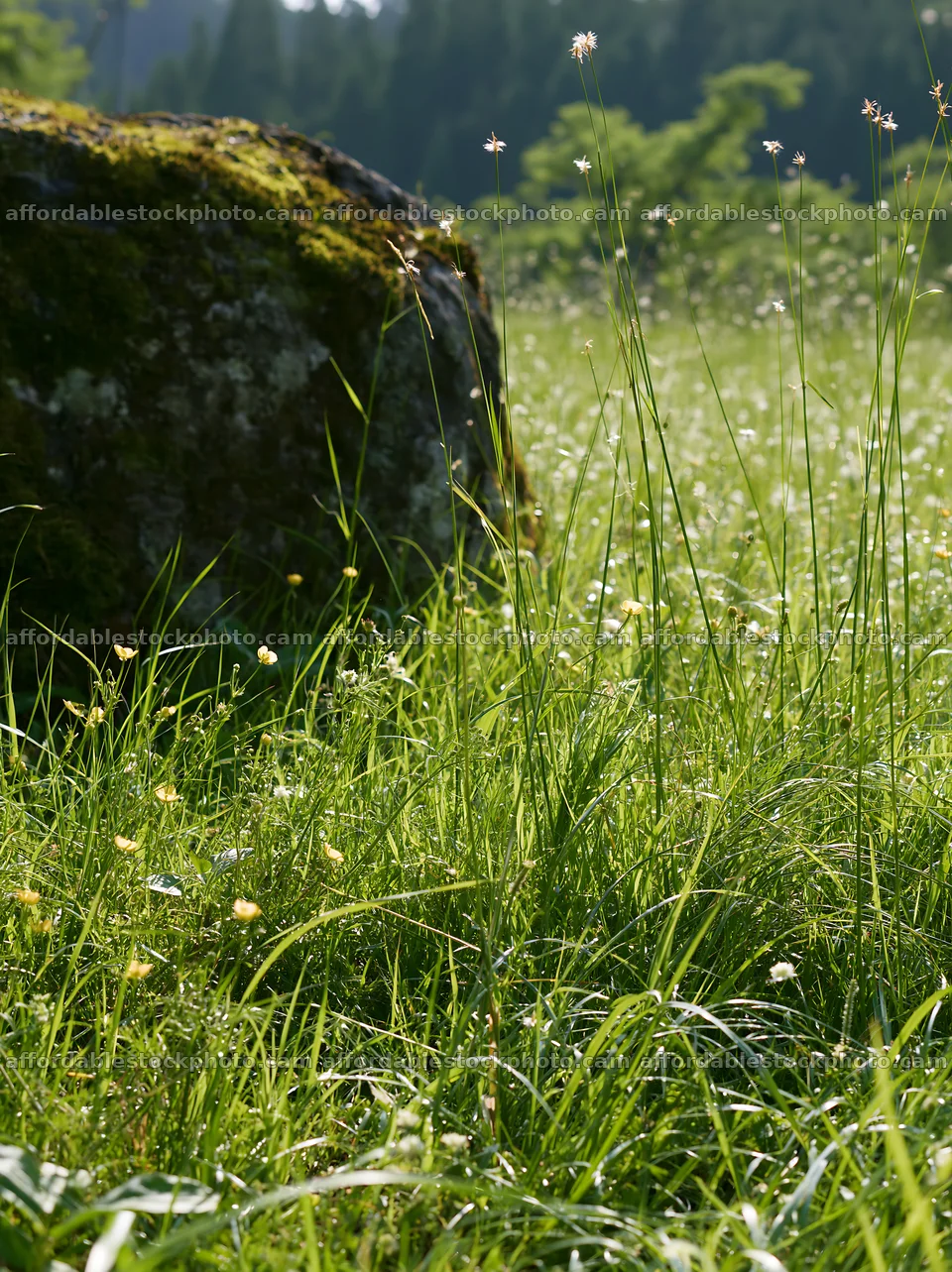 Miyagi spring recovery meadow mossy stone with tall grass and light – stock photography preview