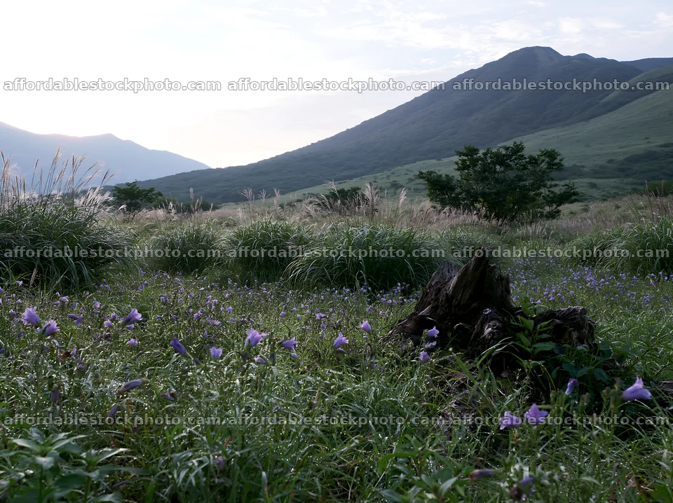 Fukushima native meadow with weathered stump under sunlight – stock photography preview