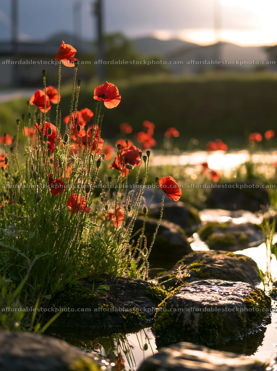 Miyagi spring recovery meadow mossy stone with poppy flowers – stock photography preview