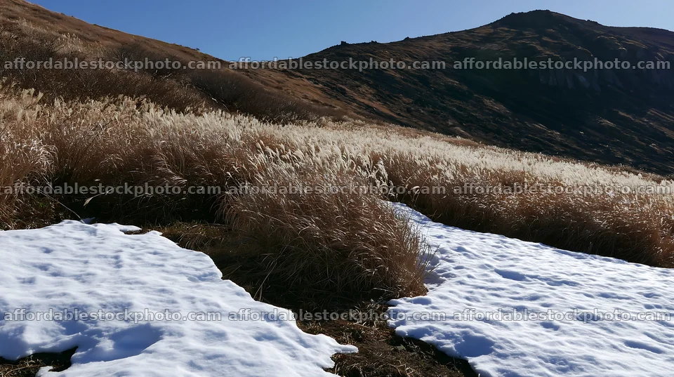 Akita snowmelt meadow with silver grasses showcases nature's change – stock photography preview
