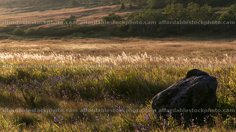 Aomori climate resilient meadow with boulder in evening light – stock photography preview