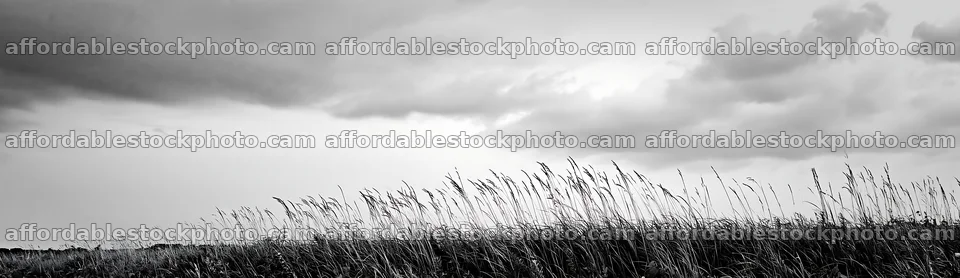 Iwate rain refreshed meadow seedhead foreground – stock photography preview