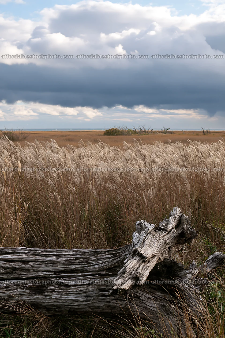 Chiba coastal climate meadow driftwood foreground – stock photography preview
