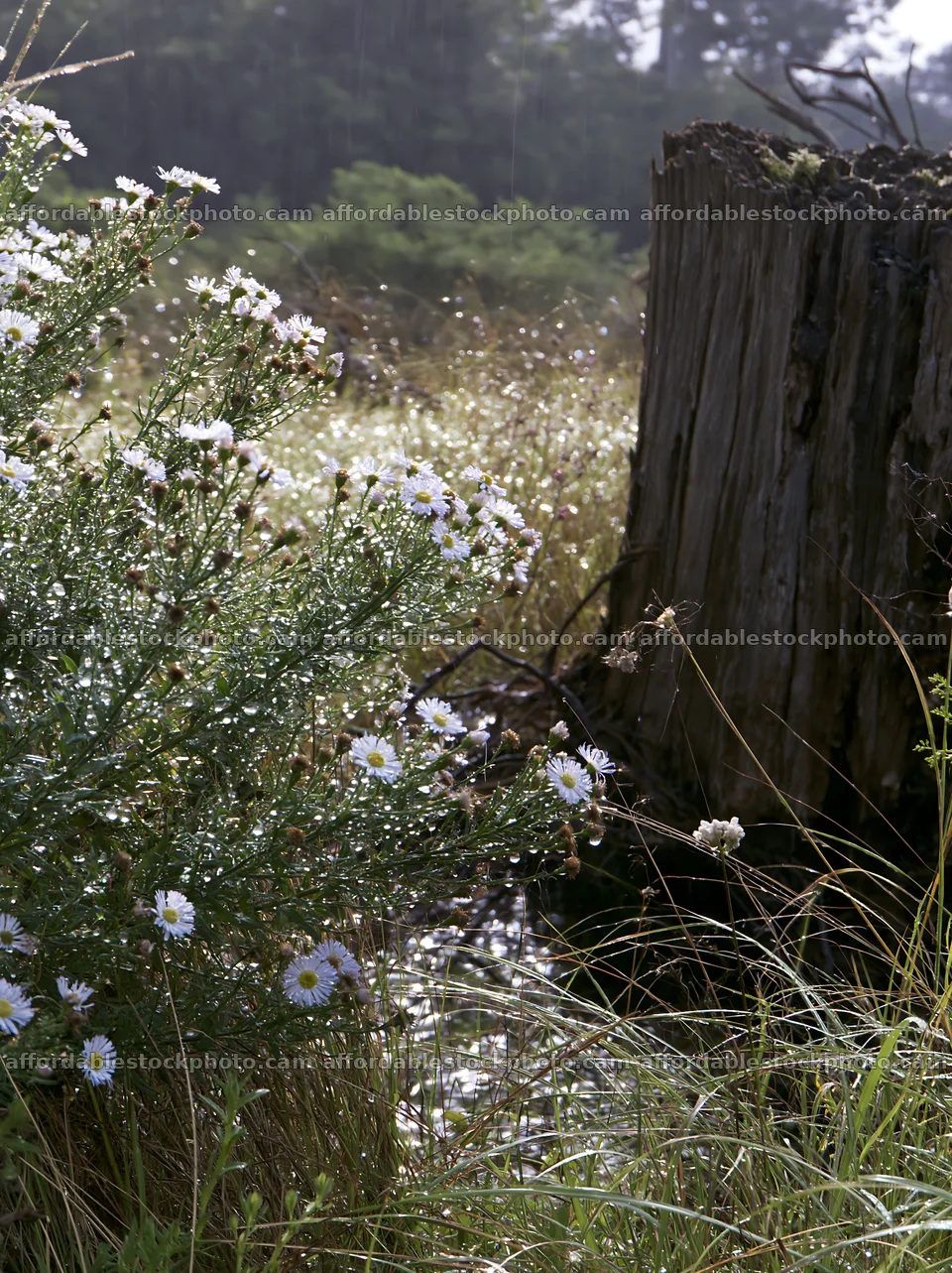Fukushima native meadow with weathered stump – stock photography preview