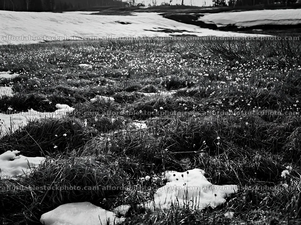 Akita snowmelt meadow with silver grasses spreading across the field – stock photography preview