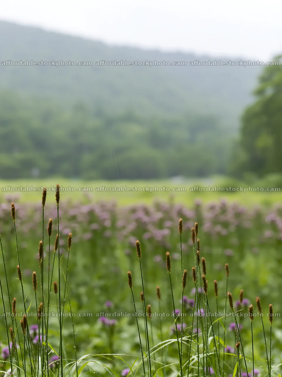 Iwate rain refreshed meadow seedhead foreground – stock photography preview