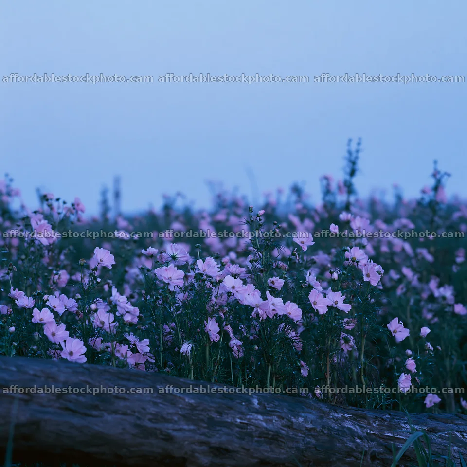 Chiba coastal climate meadow driftwood foreground – stock photography preview
