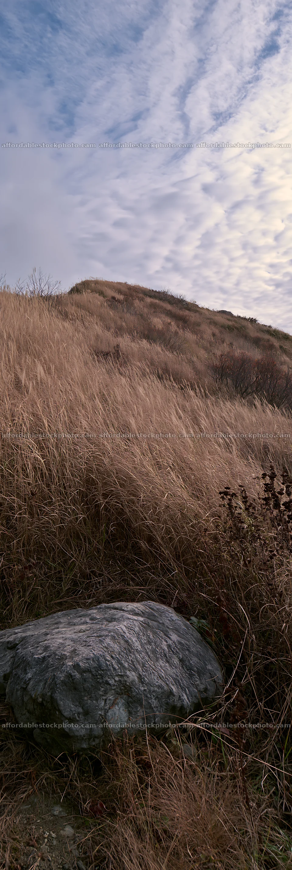 Aomori climate resilient meadow with boulder – stock photography preview