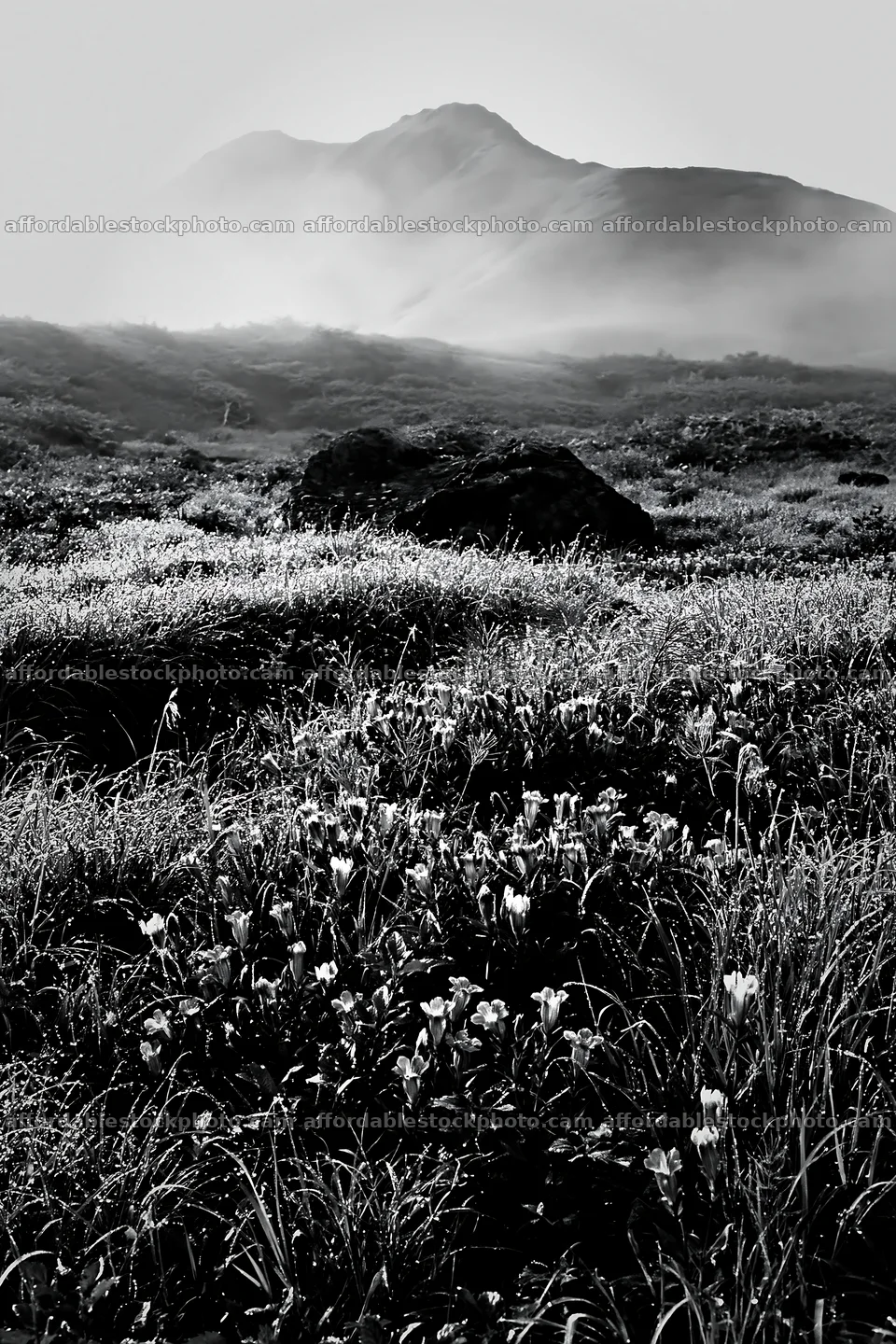 Aomori climate resilient meadow with boulder – stock photography preview