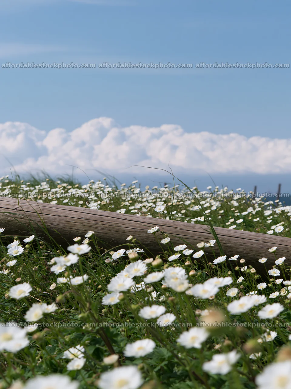 Chiba coastal climate meadow with driftwood in the foreground – stock photography preview