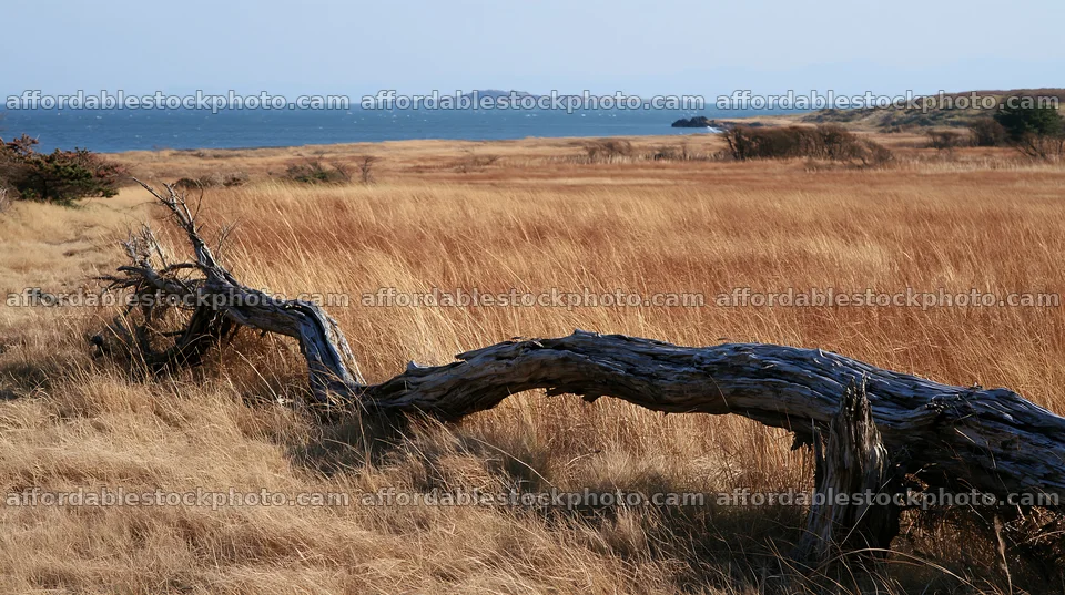 Chiba coastal climate meadow driftwood foreground – stock photography preview