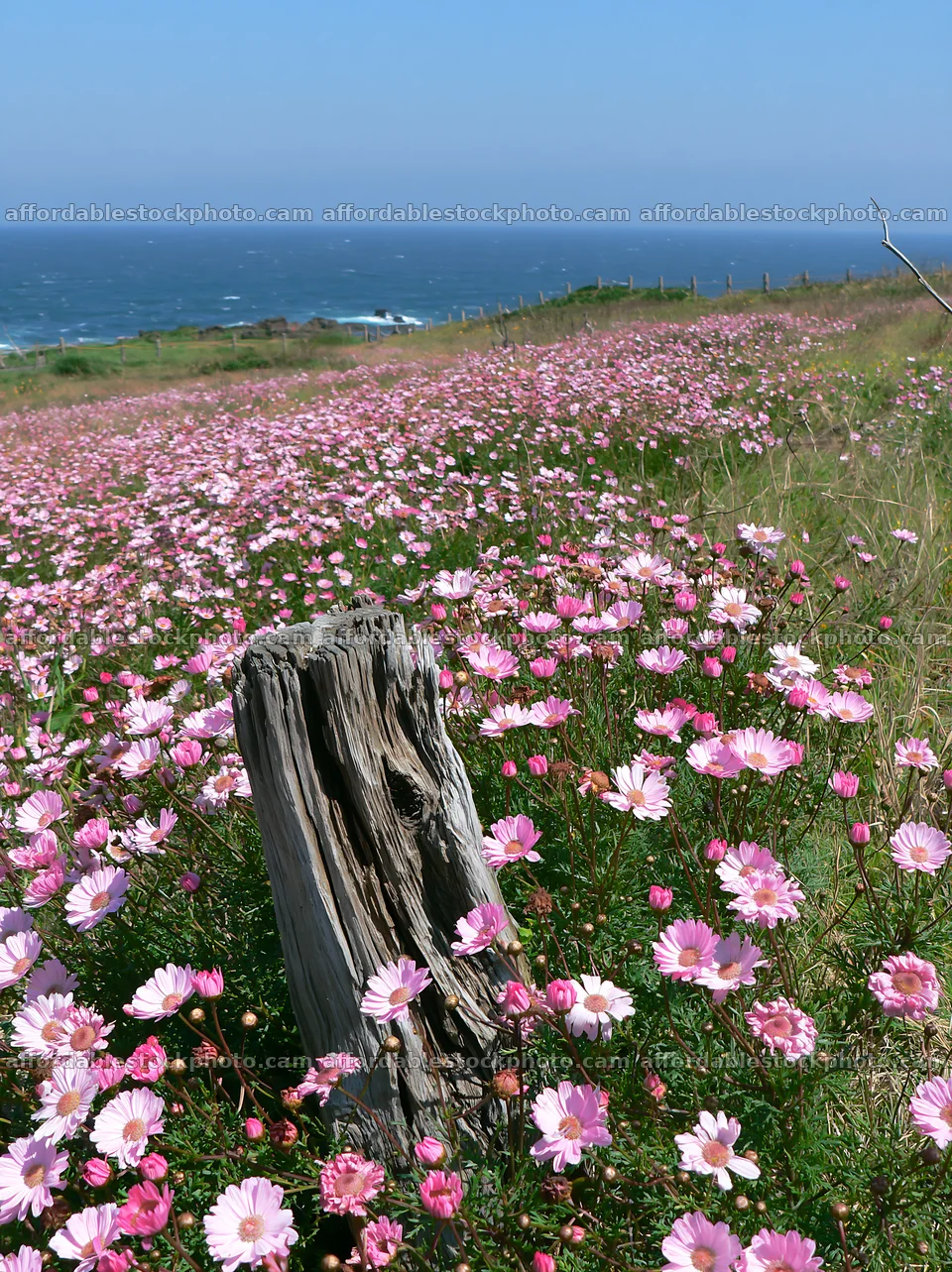 Chiba coastal climate meadow driftwood foreground – stock photography preview
