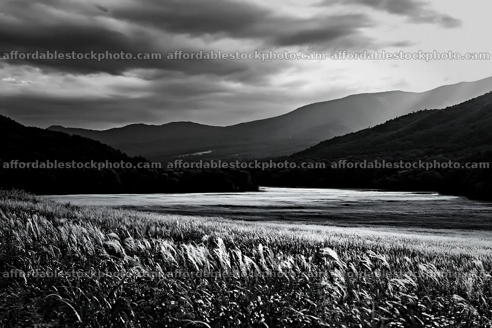 Iwate rain refreshed meadow seedhead foreground – stock photography preview