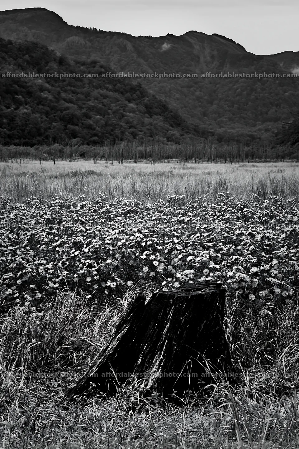 Fukushima native meadow with weathered stump – stock photography preview