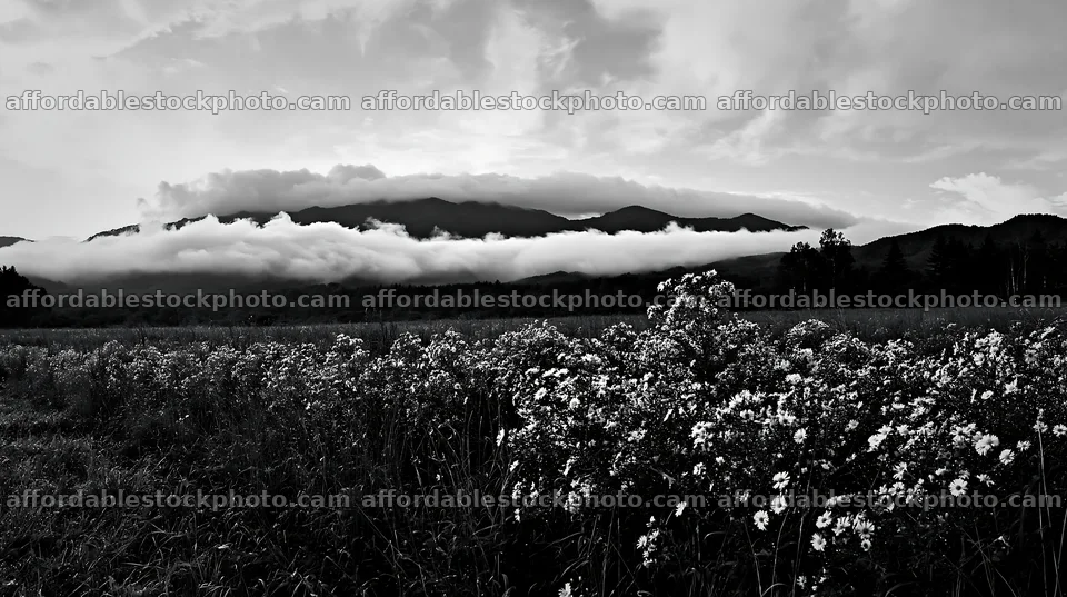 Expansive Hokkaido restoration meadow with dewdrops – stock photography preview