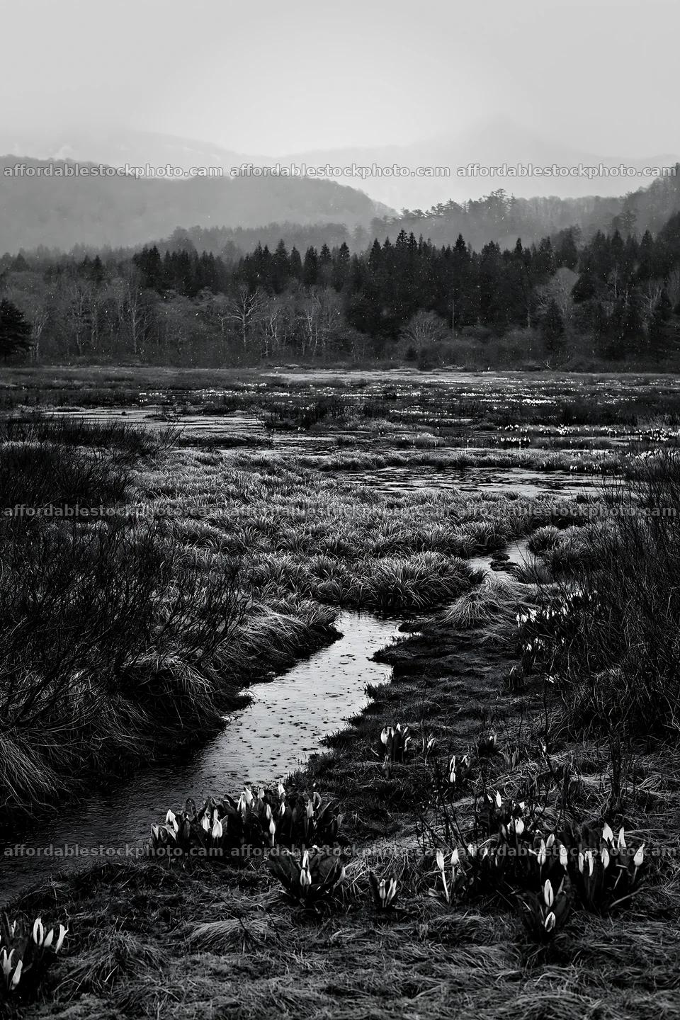 Akita snowmelt meadow with silver grasses is a natural setting – stock photography preview