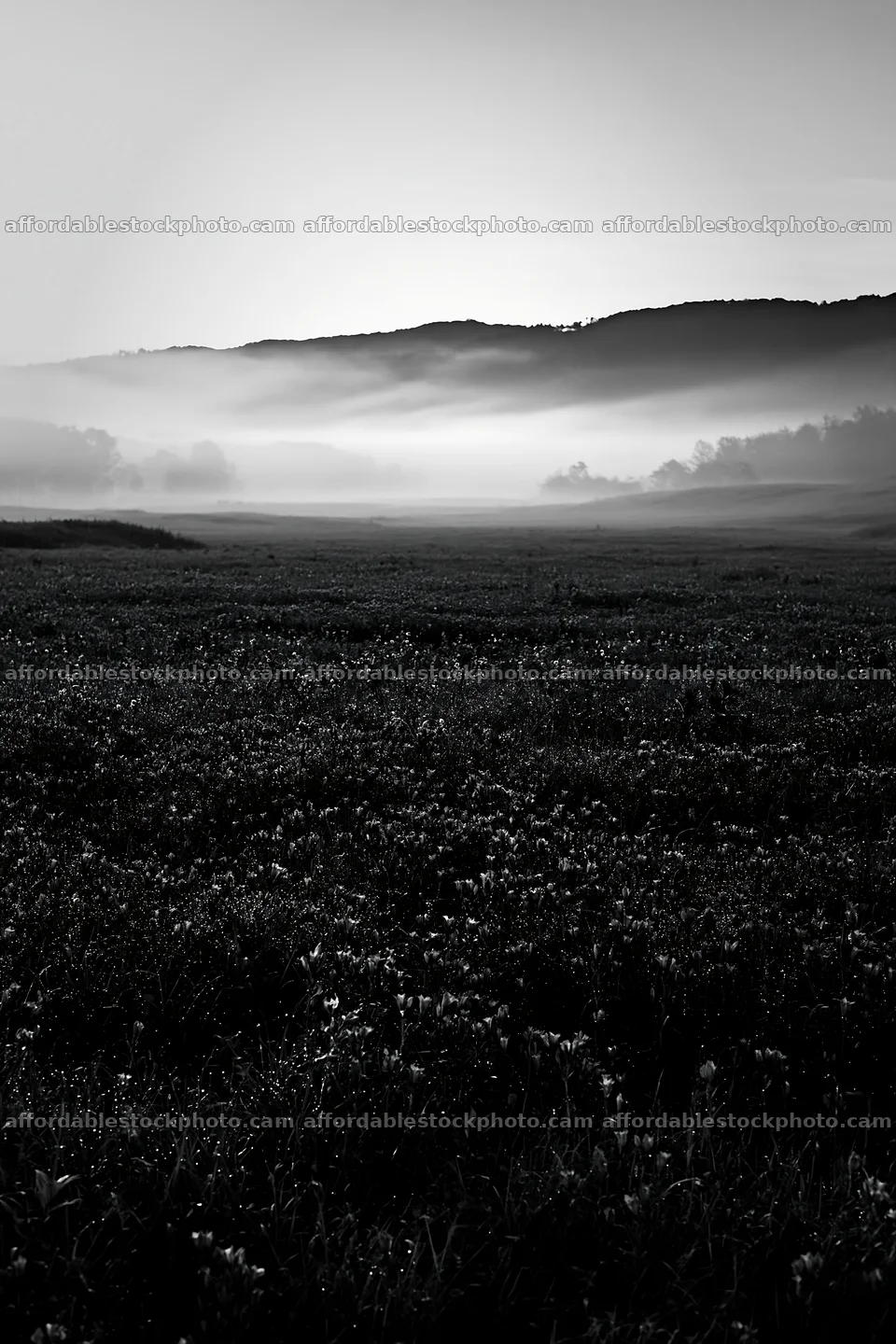 Expansive Hokkaido restoration meadow with dewdrops – stock photography preview