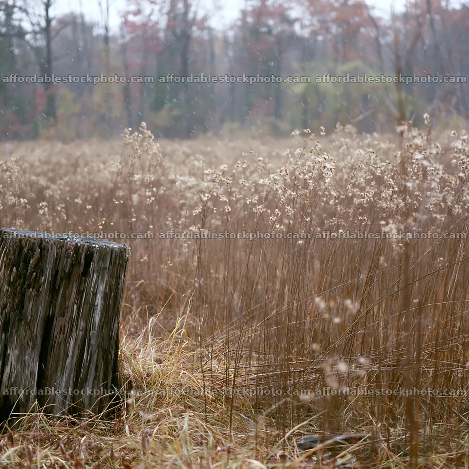 Fukushima native meadow with weathered stump – stock photography preview
