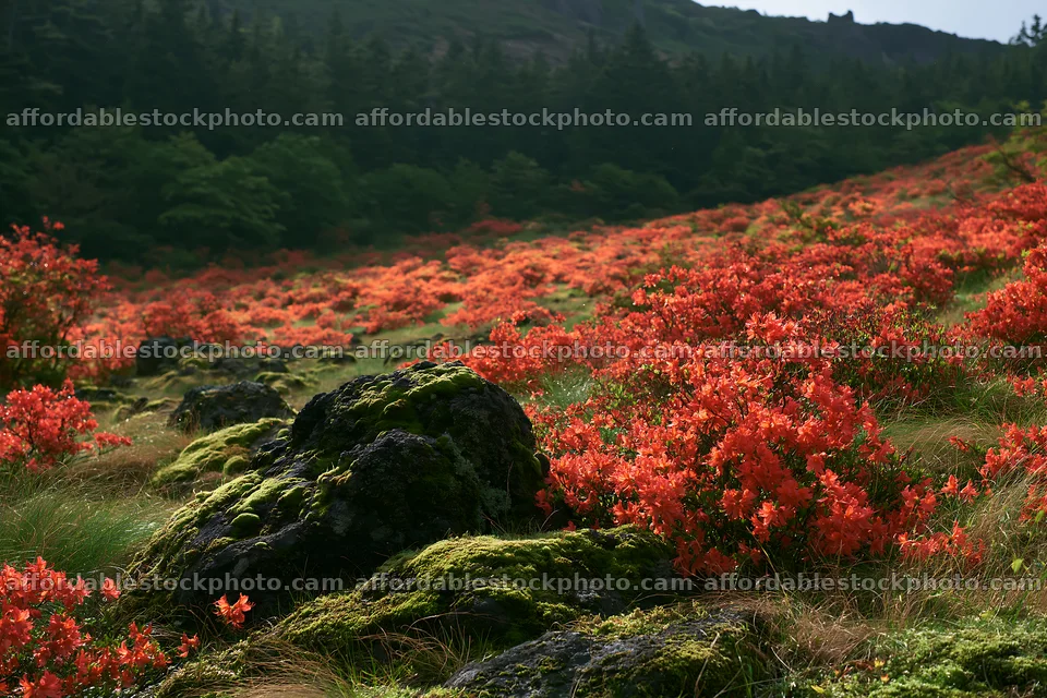 Miyagi spring recovery meadow mossy stone with flowers – stock photography preview