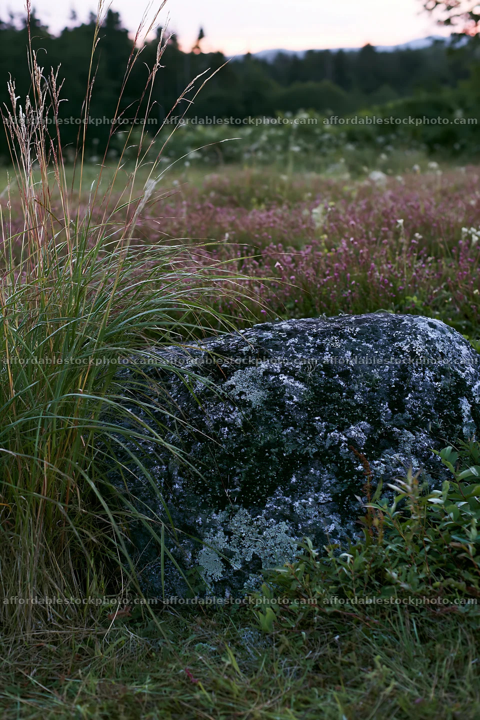 Aomori climate resilient meadow with boulder near flowering plants – stock photography preview