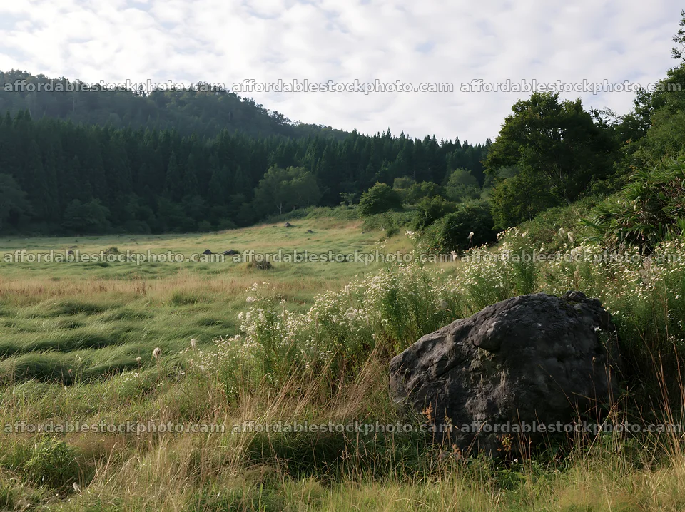 Aomori climate resilient meadow with boulder in natural setting – stock photography preview