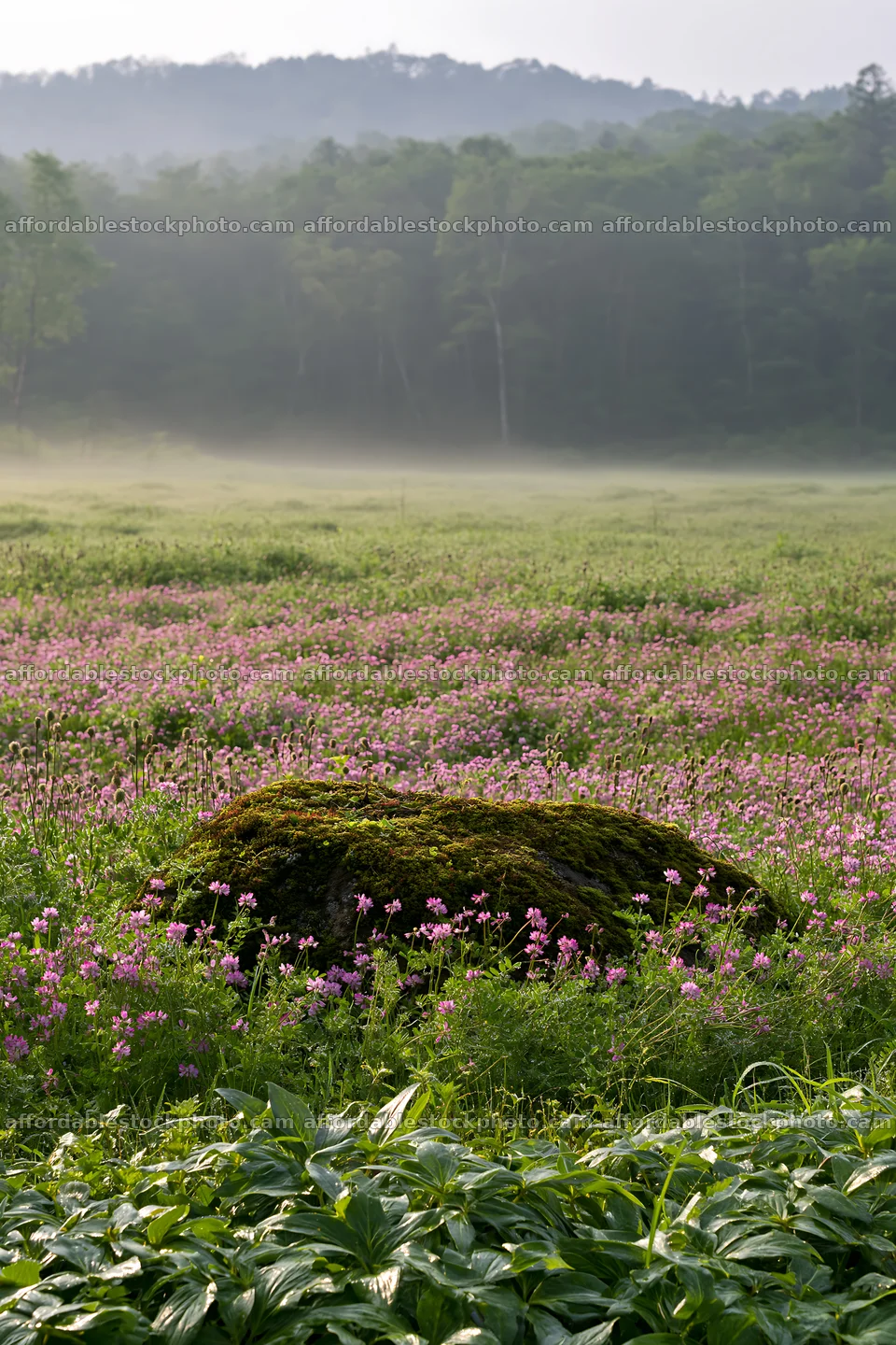 Miyagi spring recovery meadow mossy stone in a natural setting – stock photography preview